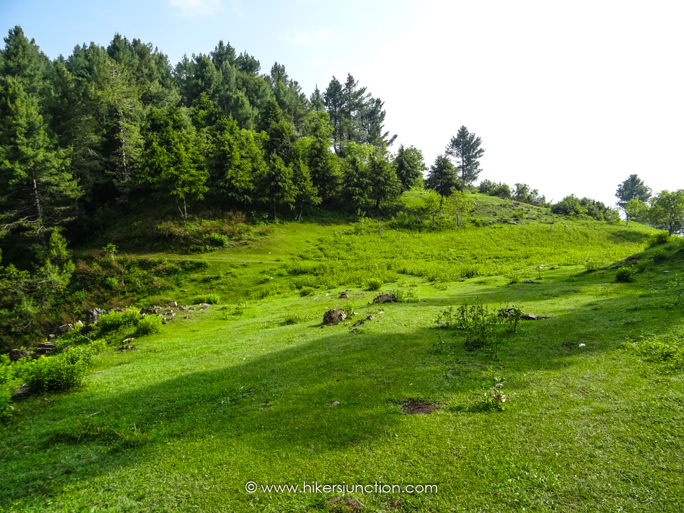 Small meadows along Dagri forest trail