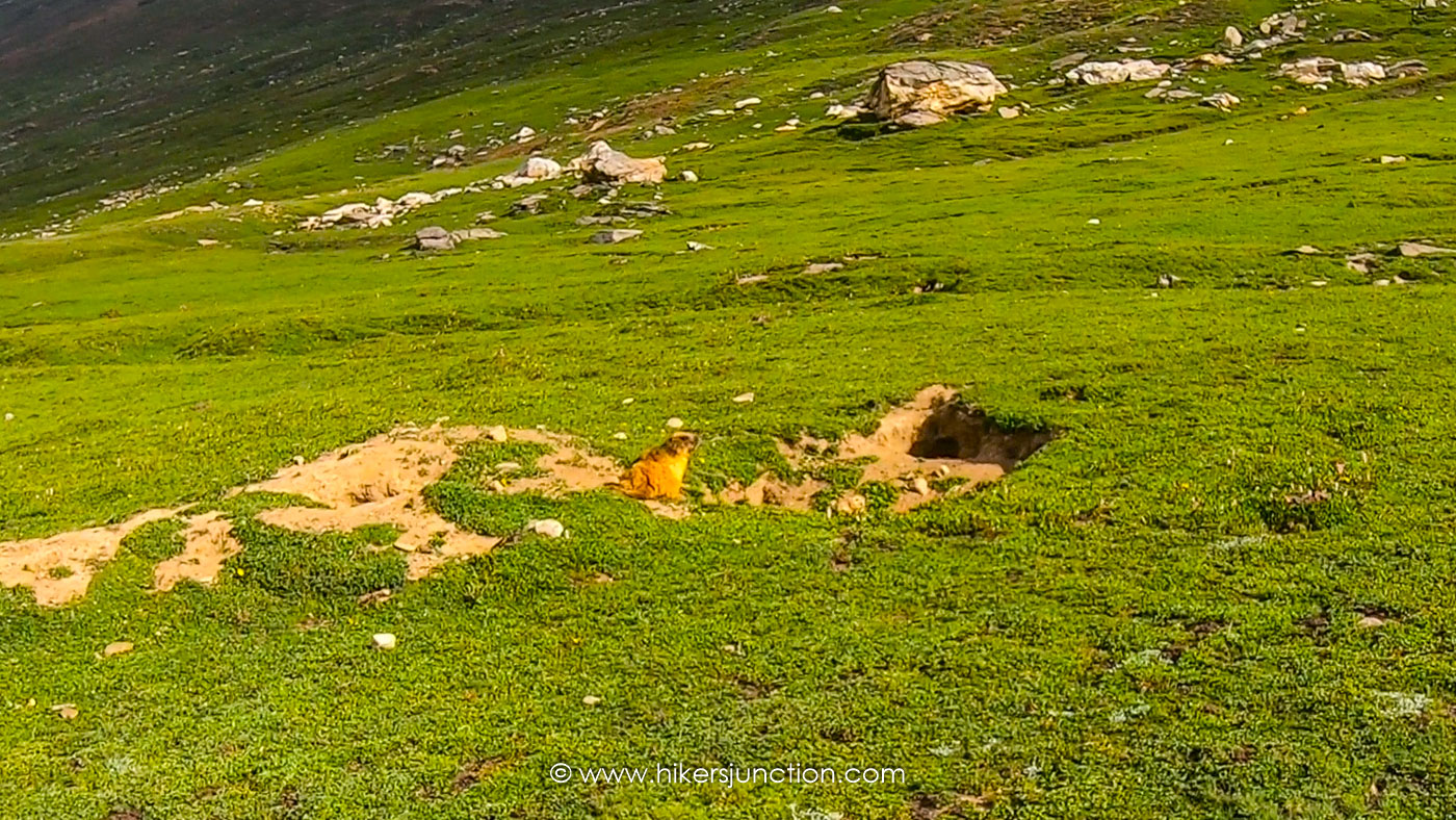Himalayan Marmot sighted on the trek