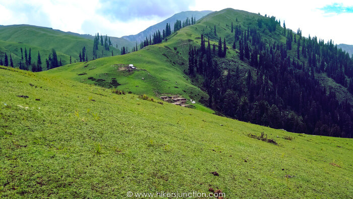 Paye Meadows in the Summer