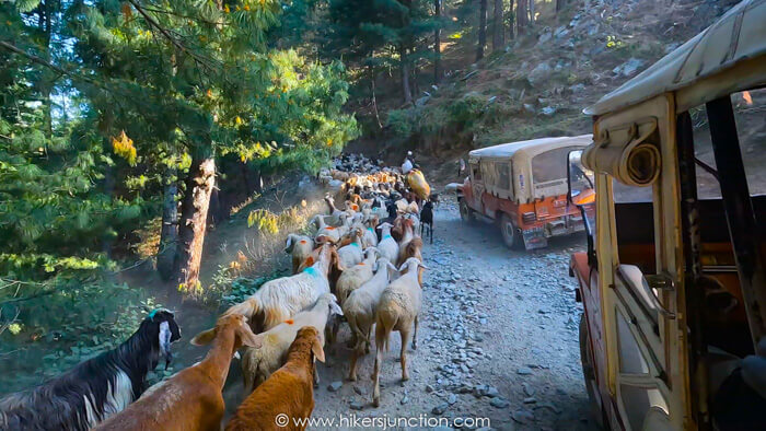 Cattle Traffic Jam